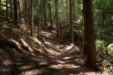 A winding dirt trail surrounded by tall trees and lush greenery in a forest setting, with sunlight filtering through the branches creating dappled patterns on the ground. Loon Mountain Resort mountain bike trail.