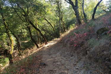 A serene dirt path winding through a wooded area, surrounded by green trees and patches of colorful foliage. The sunlight filters through the leaves, creating a dappled effect on the ground, while the vibrant pink and red plants along the trail's edge add a pop of color to the natural landscape. Jack London State Park mountain bike trail.