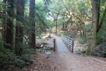 A forest path leading to a wooden bridge surrounded by tall trees and greenery, with a gentle slope in the background. Jack London State Park mountain bike trail.