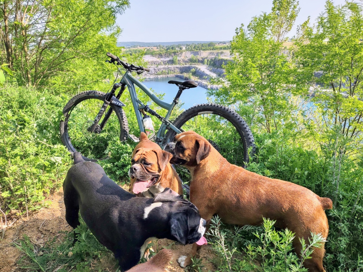 A group of three dogs exploring a lush green area near a body of water, with a mountain bike leaning against a tree in the background. The scene captures the essence of a sunny day outdoors, filled with nature.