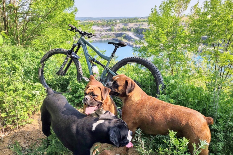 A group of three dogs exploring a lush green area near a body of water, with a mountain bike leaning against a tree in the background. The scene captures the essence of a sunny day outdoors, filled with nature.