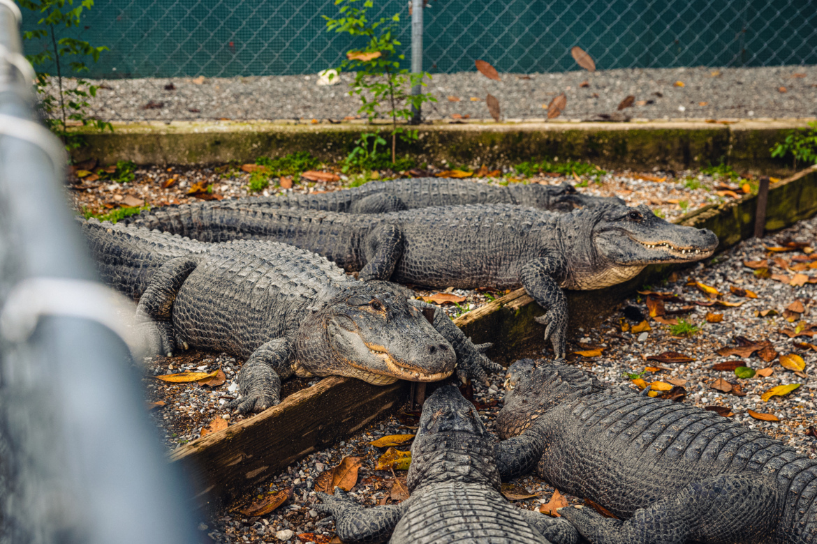 A group of alligators resting together in a fenced enclosure, surrounded by gravel and fallen leaves.