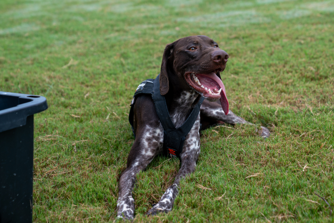 A playful brown and white dog wearing a black harness, lying on green grass with a happy expression and tongue out. A black container is positioned nearby.