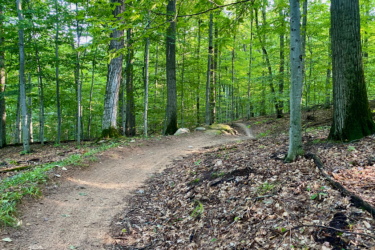 A winding dirt trail surrounded by lush green trees and foliage, with sunlight filtering through the leaves. The path is partially covered with fallen leaves and leads deeper into the forest, showcasing a peaceful natural setting. Palmer Woods Forest Reserve mountain bike trail.
