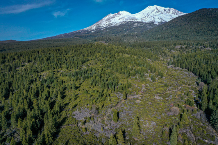 Aerial view of a dense green forest with a snow-capped mountain in the background under a clear blue sky. The landscape features a mix of coniferous trees and rocky terrain, highlighting the natural beauty of the region.