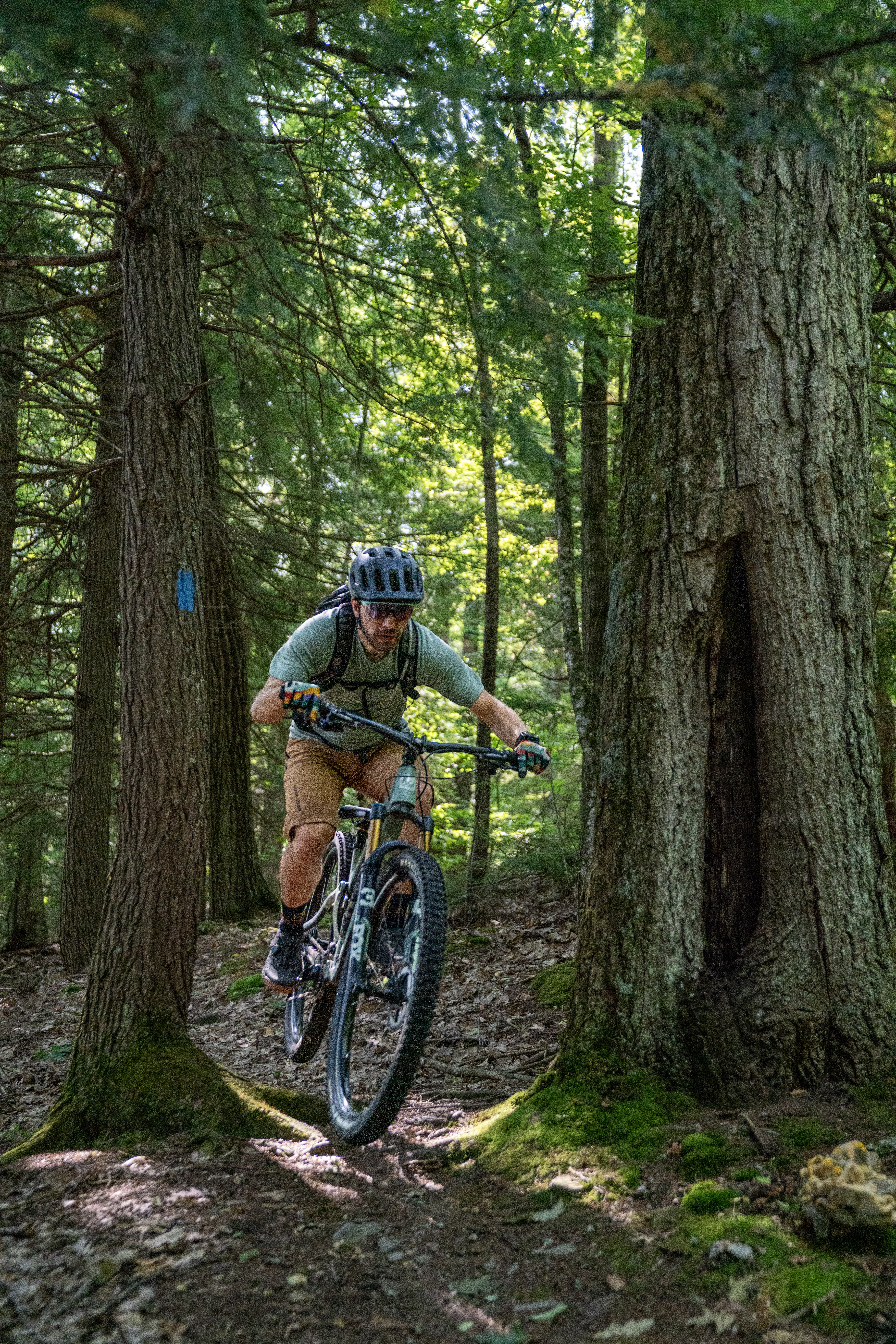 A mountain biker navigating a dirt trail in a forest, surrounded by tall trees and dappled sunlight, as he maneuvers over uneven terrain. Leicester Hollow and Chandler Ridge Loop mountain bike trail.