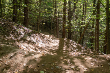 A dirt trail winding through a lush green forest, surrounded by tall trees and scattered autumn leaves on the ground. Sunlight filters through the canopy, creating dappled shadows on the path. Mt. Peg mountain bike trail.