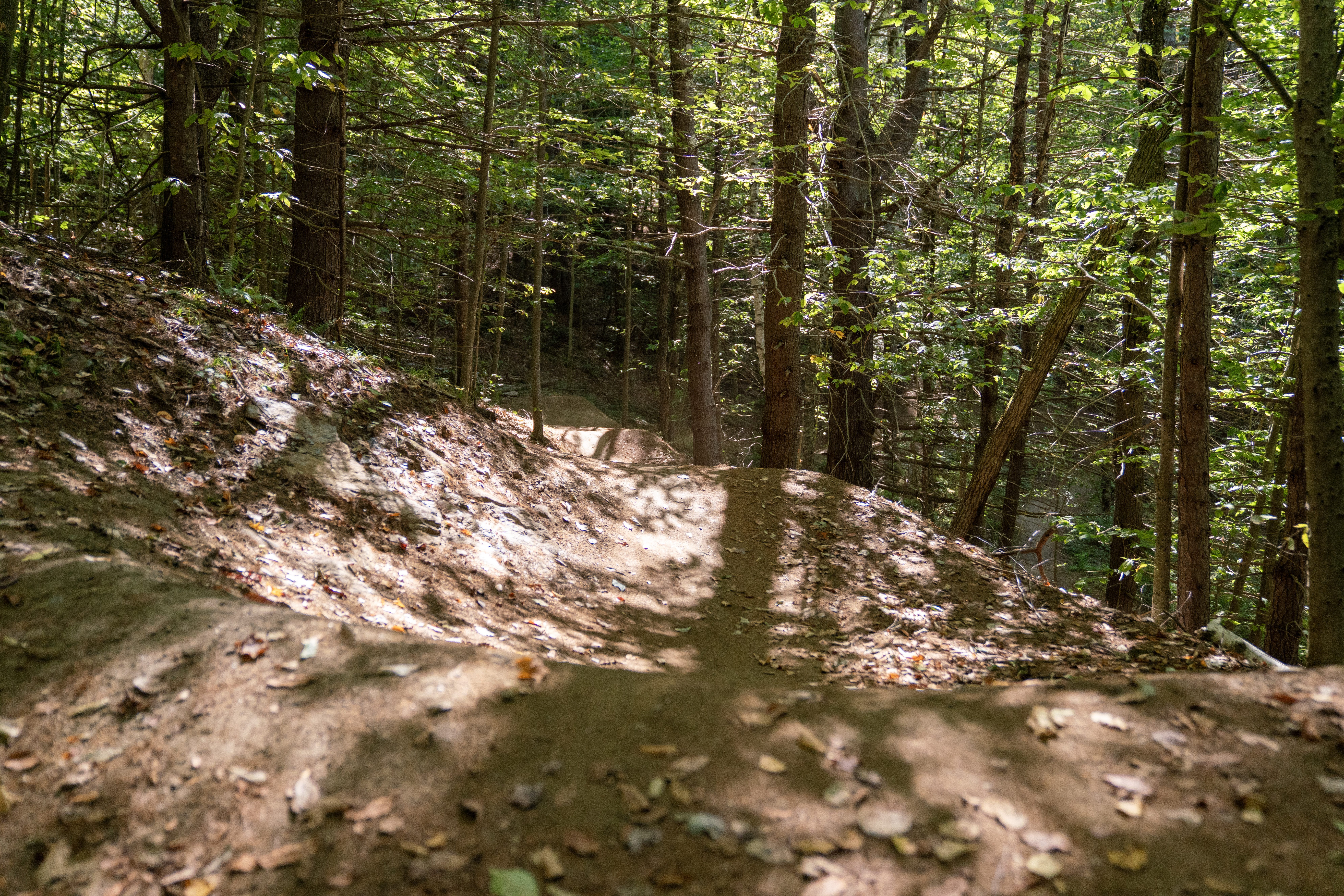 A winding dirt trail surrounded by green trees in a forest, with fallen leaves scattered along the ground. Sunlight filters through the canopy, creating a dappled light effect on the path.