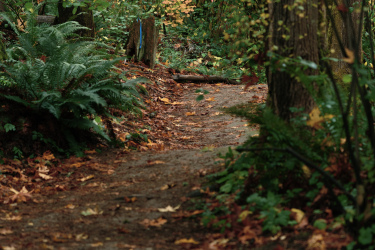  Cheasty Greenspace Trails mountain bike trail.
