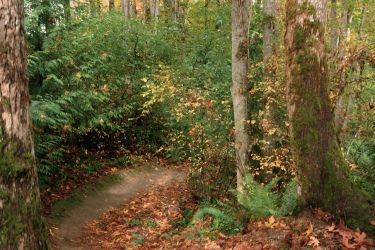 A winding dirt path surrounded by tall trees and lush green foliage, with fallen autumn leaves scattered along the ground. The setting suggests a peaceful forest environment, showcasing the beauty of nature in the fall season. Cheasty Greenspace Trails mountain bike trail.
