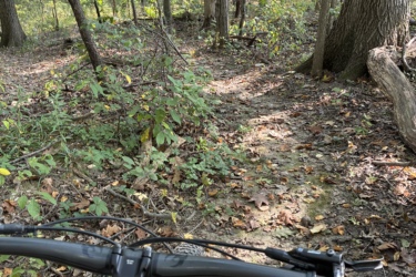 Mountain bike handlebars in the foreground, with a forest trail visible ahead. Sunlight filters through the trees, illuminating the lush greenery and fallen leaves. The scene captures the essence of outdoor biking in a wooded area. Mill Pond mountain bike trail.