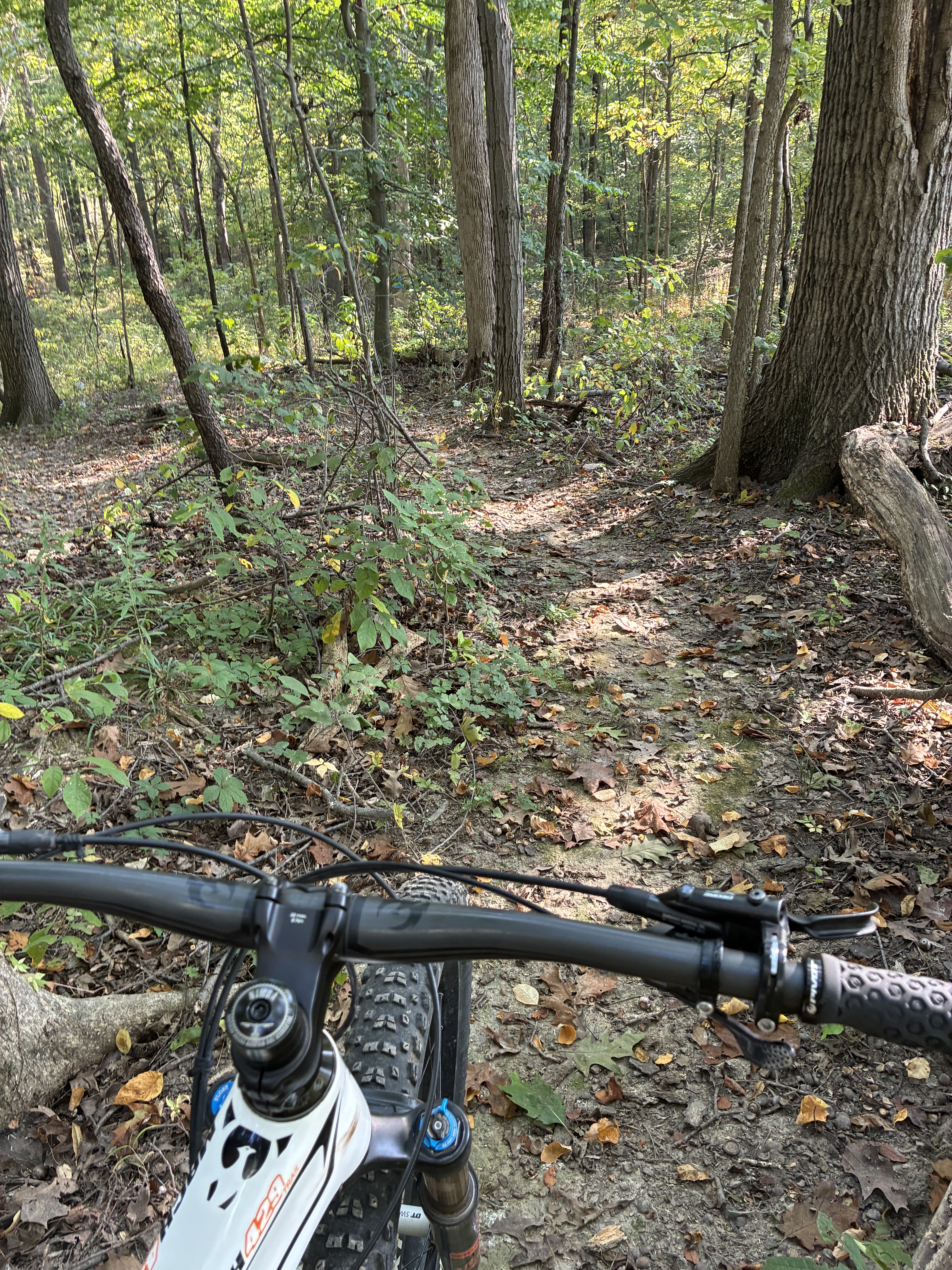 Mountain bike handlebars in the foreground, with a forest trail visible ahead. Sunlight filters through the trees, illuminating the lush greenery and fallen leaves. The scene captures the essence of outdoor biking in a wooded area. Mill Pond mountain bike trail.