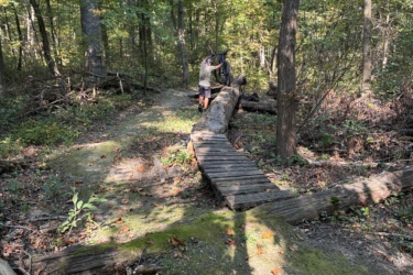 A person standing in a sunlit forest, holding a bicycle, next to a fallen log that serves as a bridge over a small path. Surrounding greenery includes tall trees and underbrush, with patches of sunlight illuminating the scene.