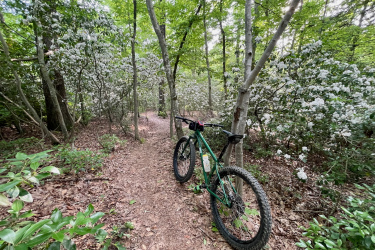 A green mountain bike resting on a dirt path surrounded by lush green trees and blooming white flowers. The scene captures a peaceful moment in a wooded area, showcasing the beauty of nature. Locust Shade Park mountain bike trail.