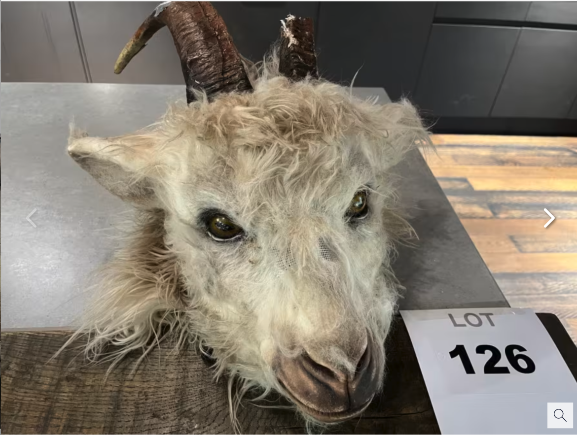 A mounted goat head with soft fur and prominent curled horns displayed on a wooden base alongside a numbered auction tag reading "LOT 126." The background features a dark, modern setting.