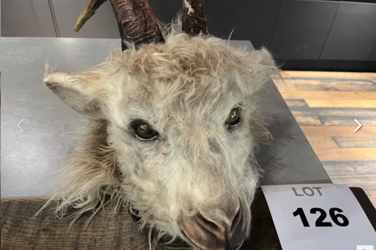 A mounted goat head with soft fur and prominent curled horns displayed on a wooden base alongside a numbered auction tag reading "LOT 126." The background features a dark, modern setting.