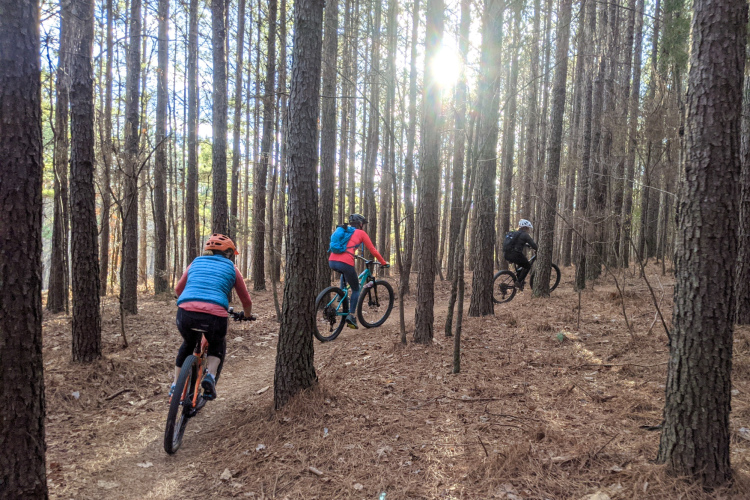 Three mountain bikers riding on a dirt trail through a forest of tall pine trees, with sunlight filtering through the branches. The bikers are wearing helmets and colorful outdoor clothing, navigating the winding path surrounded by pine needles and foliage.