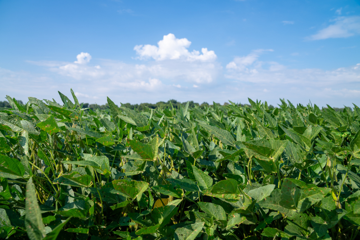 A vibrant green field of soybean plants under a clear blue sky with a few scattered clouds in the background.