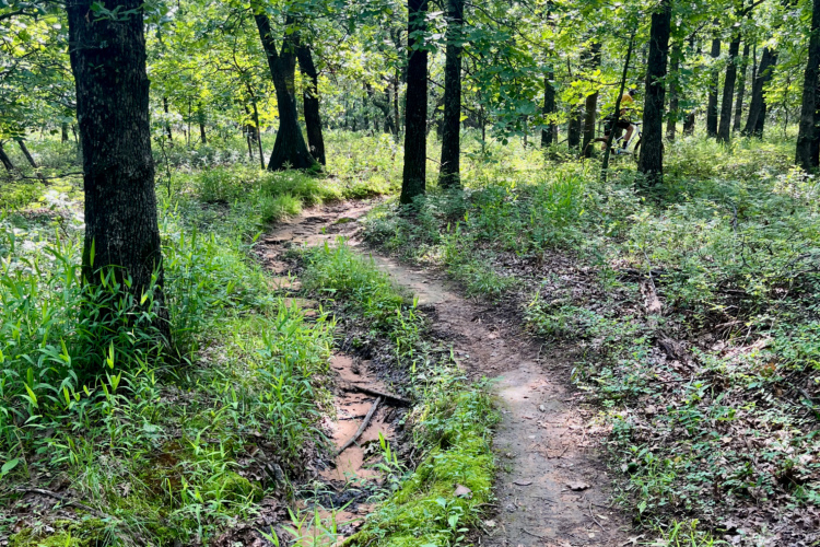 A winding trail through a lush green forest, surrounded by tall trees and dense undergrowth. Sunlight filters through the leaves, casting dappled shadows on the path, which leads deeper into the woods.