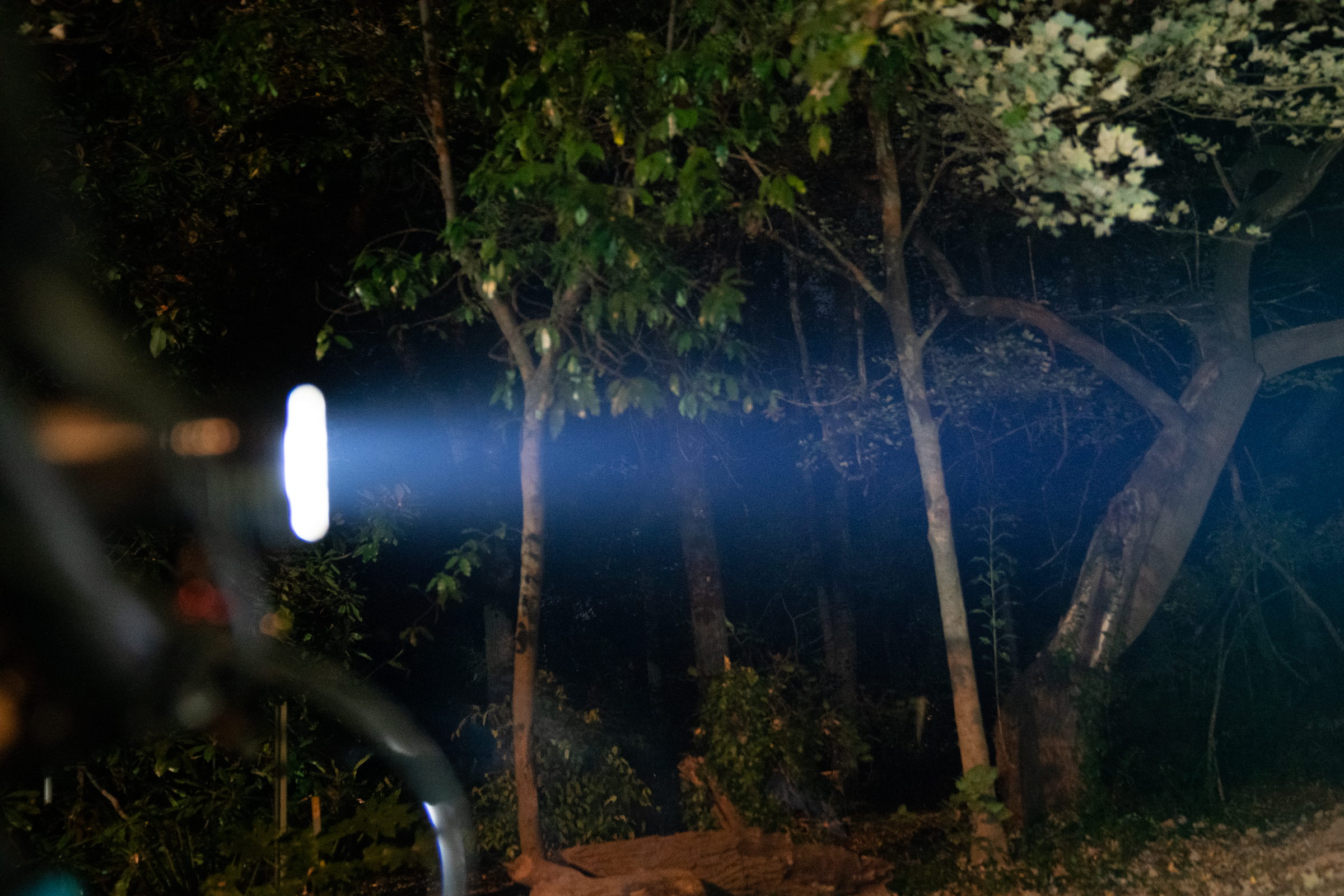A dimly lit forest at night, with a beam of light illuminating the trees. The scene includes lush green foliage, various tree trunks, and shadows creating a mysterious atmosphere.