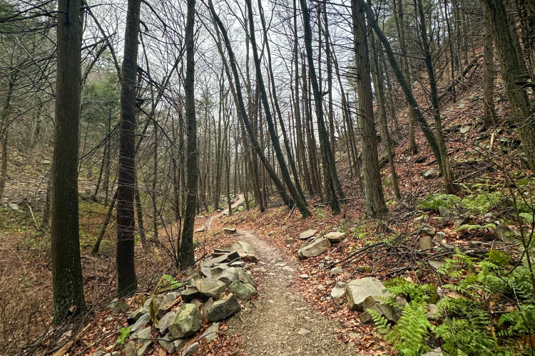 A winding dirt path surrounded by bare trees and rocky outcrops in a forested area. The ground is covered with fallen leaves and ferns are dotted along the trail, suggesting an early spring or late fall setting. The atmosphere appears serene and slightly overcast.