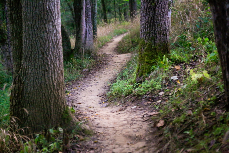 A winding dirt path through a forest, flanked by tall trees and greenery, with soft sunlight filtering through the leaves.