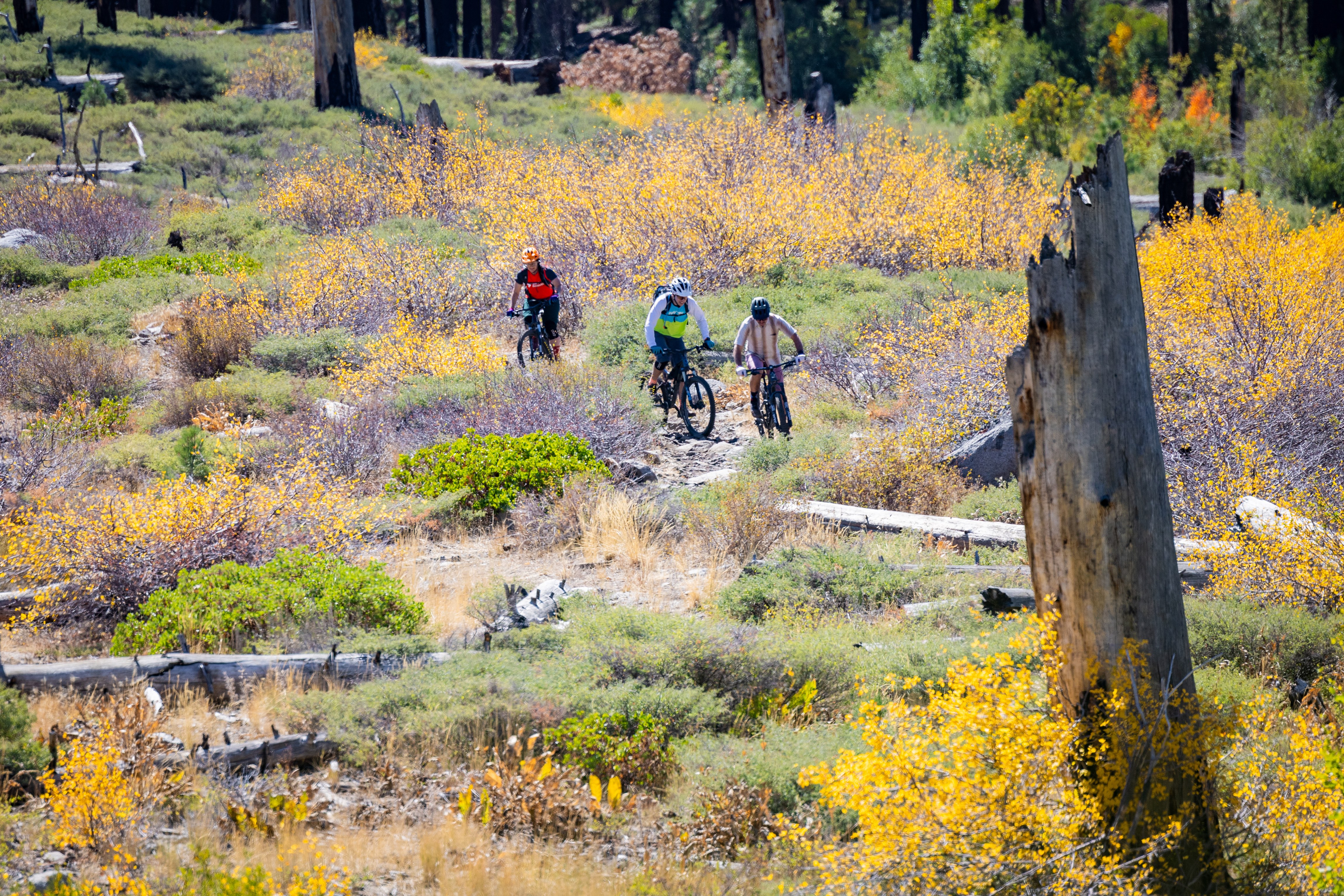 A Singletrack Mind- MTB Core Fundamentals photo