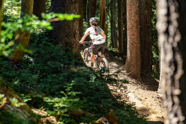 A mountain biker rides along a narrow dirt path surrounded by tall trees in a lush green forest. Sunlight filters through the foliage, creating dappled light on the trail. Timberline Bike Park mountain bike trail.