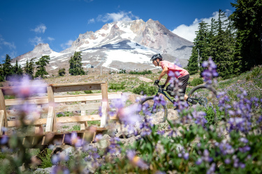 A mountain biker rides over a wooden bridge surrounded by vibrant purple wildflowers, with a snow-capped mountain and blue sky in the background. Timberline Bike Park mountain bike trail.