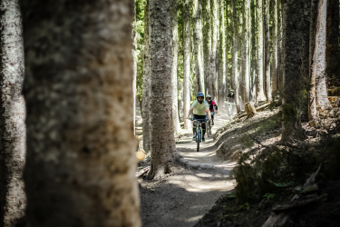A group of mountain bikers riding along a narrow dirt path through a dense forest of tall pine trees. Sunlight filters through the leaves, creating a bright and inviting atmosphere. The bikers are wearing helmets and colorful attire, and dust kicks up from the trail as they navigate the terrain.