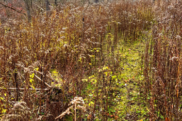A narrow, overgrown pathway winds through a dense area of tall, dried vegetation and sparse greenery, surrounded by bare trees. The scene reflects a quiet, natural landscape in autumn. Lafortune Park mountain bike trail.