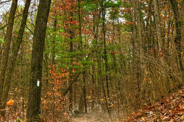 A winding forest path surrounded by trees displaying autumn foliage, including vibrant red and orange leaves. The ground is covered with fallen leaves and patches of snow, creating a serene, wintry atmosphere. Lambton County Heritage Forest mountain bike trail.