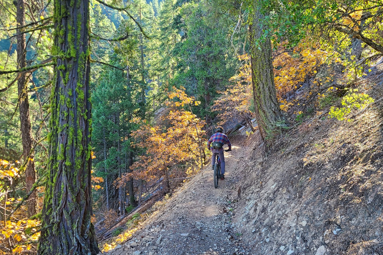 A person riding a mountain bike along a narrow, winding trail in a forest setting, surrounded by tall trees and autumn-colored foliage. The scene showcases a mix of green coniferous trees and patches of orange and yellow leaves, with sunlight filtering through the branches.