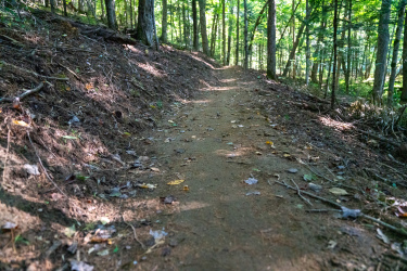 A dirt path winding through a lush green forest, lined with tall trees. The ground is covered with fallen leaves and pine needles, creating a rustic, tranquil atmosphere. Sunlight filters through the foliage, casting dappled light on the trail. Kingdom Trails mountain bike trail.