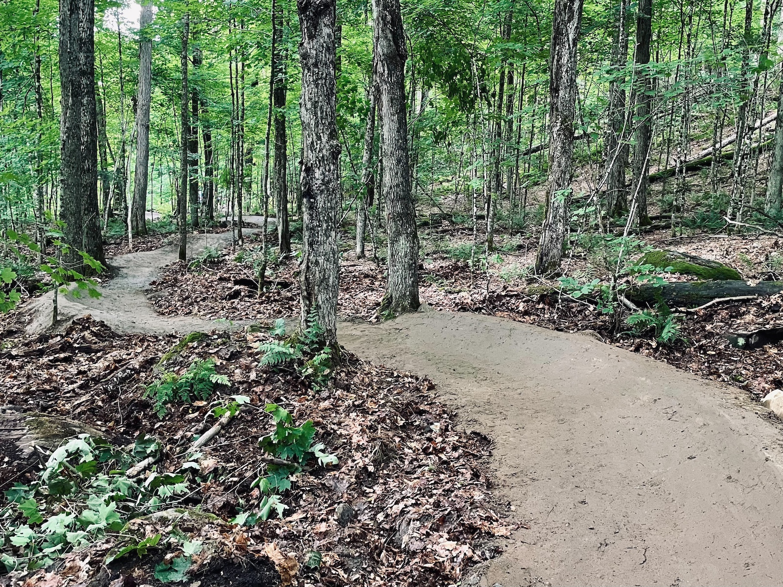 A winding dirt trail through a lush green forest, surrounded by tall trees and scattered fallen leaves. The path splits in two directions, leading deeper into the woods. Shrubs and ferns are visible along the trail, creating a serene and inviting atmosphere. HV Green Trails mountain bike trail.