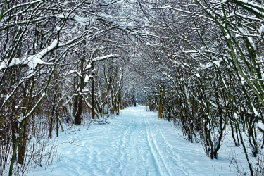 A snow-covered pathway winding through a forest of bare trees, with branches dusted in white. The path is surrounded by untouched snow, creating a serene winter landscape. Stony Swamp Conservation Area Trails mountain bike trail.