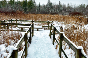 A snow-covered wooden boardwalk winds through a winter landscape, flanked by tall grasses and evergreen trees. The overcast sky casts a soft light over the serene scene, emphasizing the quiet beauty of nature in the snowy wilderness.