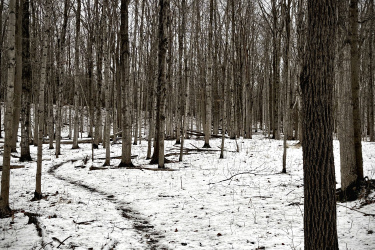 A snowy forest path meanders through a grove of bare trees, with a gray sky overhead. The ground is partly covered in snow, and the scene has a tranquil, wintry atmosphere. Elgin Trail mountain bike trail.