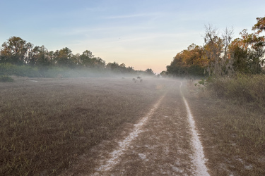A misty path winding through a grassy landscape, surrounded by trees. The soft light of early morning casts a gentle glow over the scene, creating a serene and tranquil atmosphere. Balm Boyette Scrub Preserve mountain bike trail.