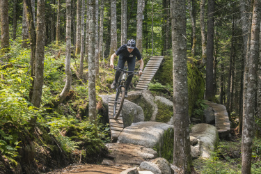 A mountain biker navigates a wooden bridge along a winding trail in a dense forest, surrounded by tall trees and lush greenery. The rider is focused and in motion as they approach a rock formation, showcasing a dynamic mountain biking experience in a natural setting. Saga mountain bike trail.