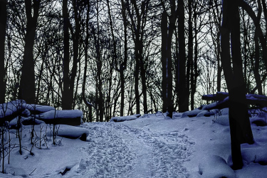 A snow-covered path winding through a forest of bare trees, with the light fading in the background, creating a serene and tranquil winter atmosphere. Kains mountain bike trail.