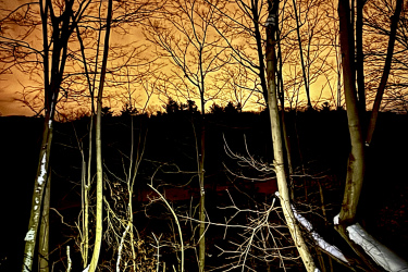 A nighttime scene featuring bare trees silhouetted against an orange and brown sky, with patches of snow on the ground. The trees and underbrush are partially illuminated, creating a striking contrast against the dark surroundings. Kains mountain bike trail.