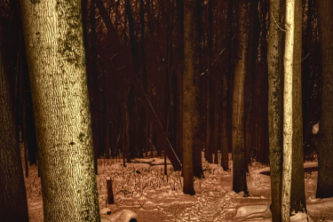A snowy forest scene at twilight, featuring tall trees with textured bark. A narrow path winds through the snow, leading deeper into the woods. The color palette includes warm, muted tones that evoke a serene, quiet atmosphere. Kains mountain bike trail.
