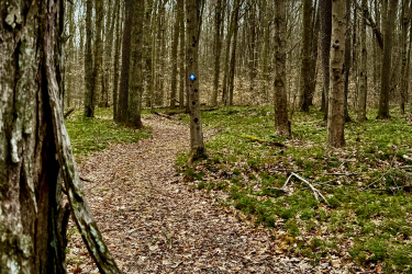 A winding trail through a deciduous forest, surrounded by tall trees and a carpet of fallen leaves. A blue trail marker can be seen on a tree in the distance, indicating the path ahead. The forest is mostly bare, reflecting early spring or late winter conditions. Laurel Mill Trail System mountain bike trail.