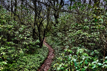A winding dirt path through a dense forest, surrounded by greenery and bare trees against a partly cloudy sky. Laurel Mill Trail System mountain bike trail.