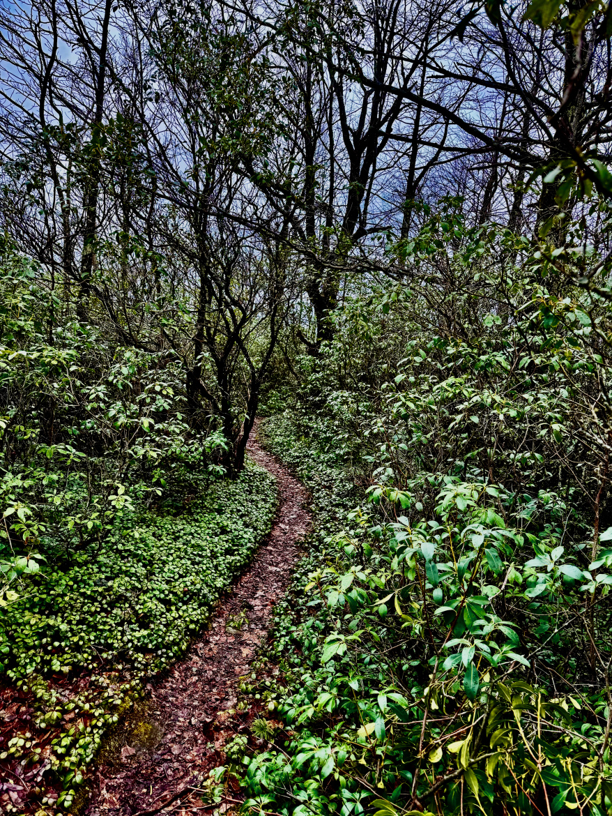 A winding dirt path surrounded by dense greenery and bare trees, leading through a tranquil forest setting under a partly cloudy sky.