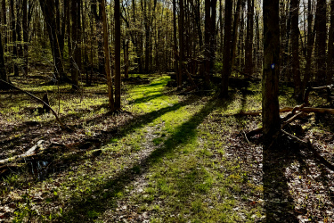 A serene forest scene featuring a narrow, grassy path winding through tall trees. Sunlight filters through the branches, casting shadows on the ground and highlighting fresh green leaves. The atmosphere is peaceful and inviting, suggesting a tranquil outdoor experience. Laurel Mill Trail System mountain bike trail.