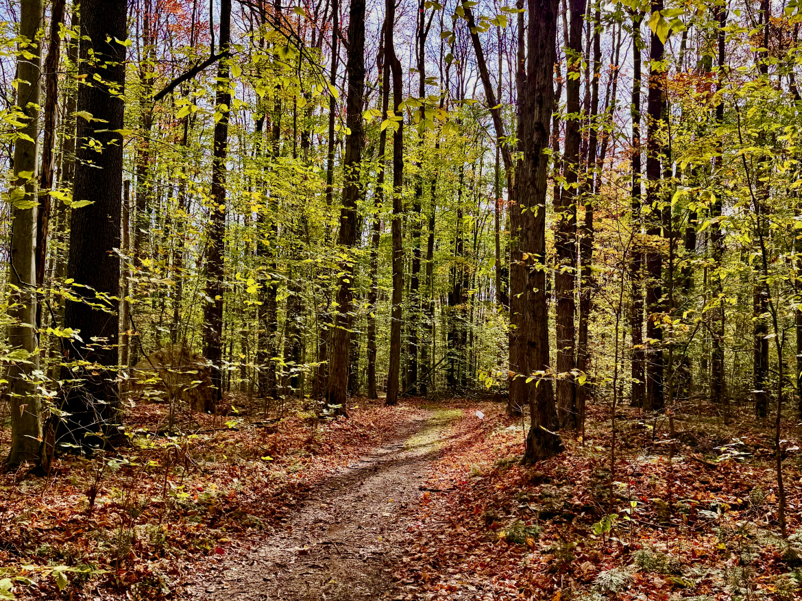 A winding dirt path through a vibrant forest with tall, green trees and scattered autumn leaves on the ground. Sunlight filters through the foliage, creating a serene, tranquil atmosphere in the wooded area.