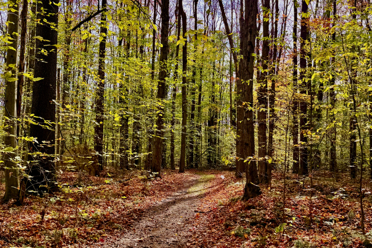 A winding dirt path through a vibrant forest with tall, green trees and scattered autumn leaves on the ground. Sunlight filters through the foliage, creating a serene, tranquil atmosphere in the wooded area.