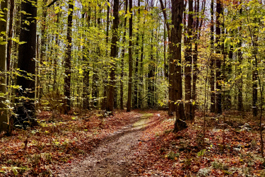 A winding dirt path through a vibrant forest in autumn, surrounded by tall trees with bright green leaves and scattered fallen leaves in shades of red and orange on the ground. Sunlight filters through the tree canopy, illuminating the tranquil woodland scene. Laurel Mill Trail System mountain bike trail.
